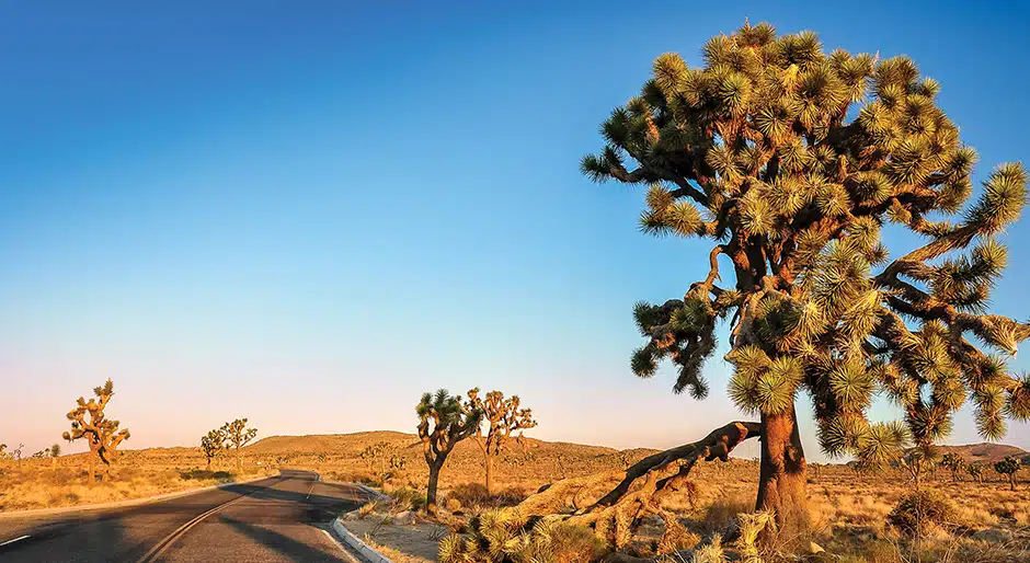 Upswing with uncertainty: U2's landmark 'The Joshua Tree' album has much to teach us about diversification