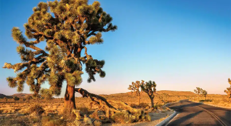Upswing with uncertainty: U2’s landmark The Joshua Tree album has much to teach us about diversification