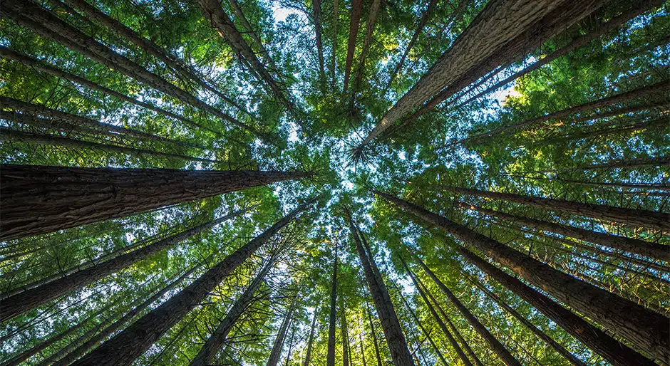 Weyerhaeuser announces approval of first forest carbon project