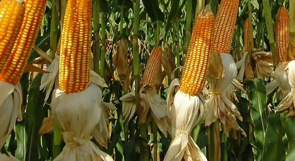 U.S. rejects Mexico’s compromise on GM corn ban
