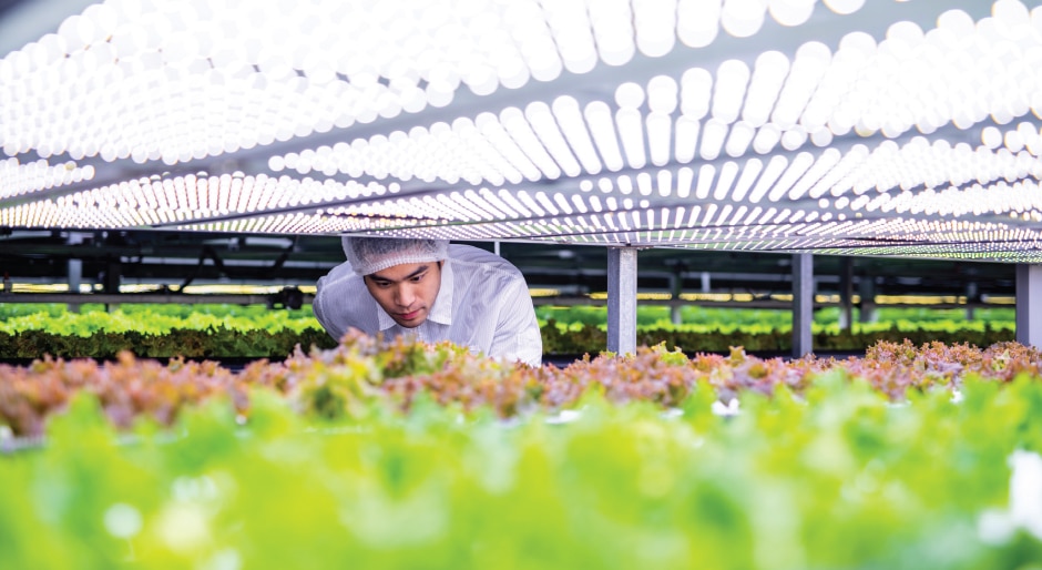 Urban eating goes indoors: Vertical farming catching fire with investors and corporate interests
