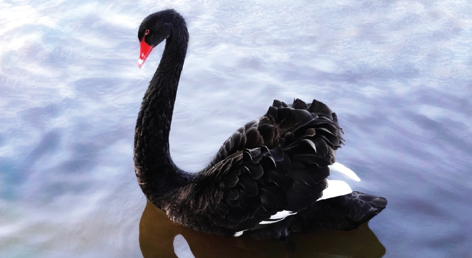 Risk and real estate: Antifragility of real estate investments and black swans