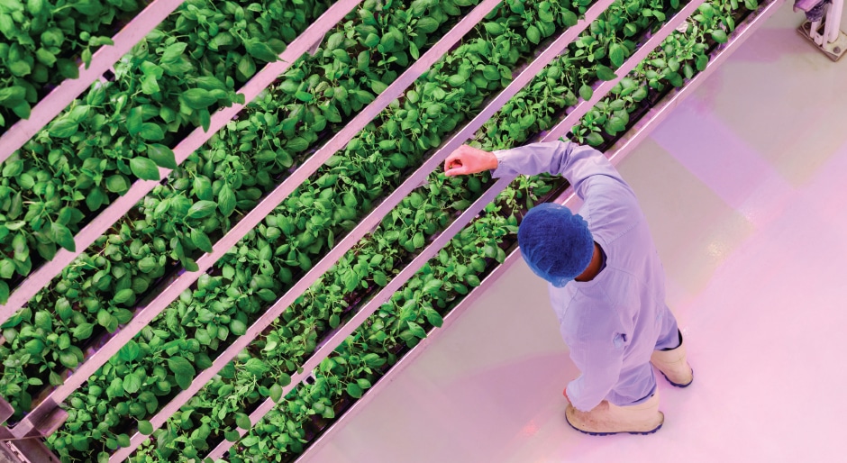 Agricultural prospects are looking up: The sky might be the limit for vertical farming