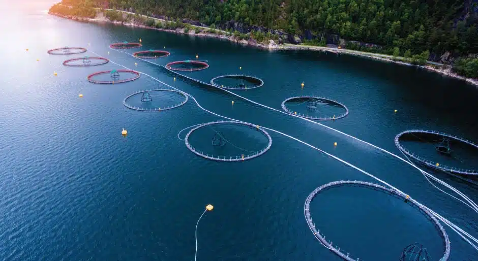 Opportunities in aquaculture: Some investors consider the concept a potential solution to global food insecurity