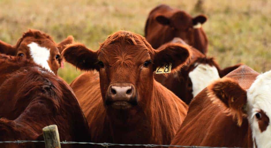 Cows on the shrink: Near-record cattle prices sustained by drought conditions