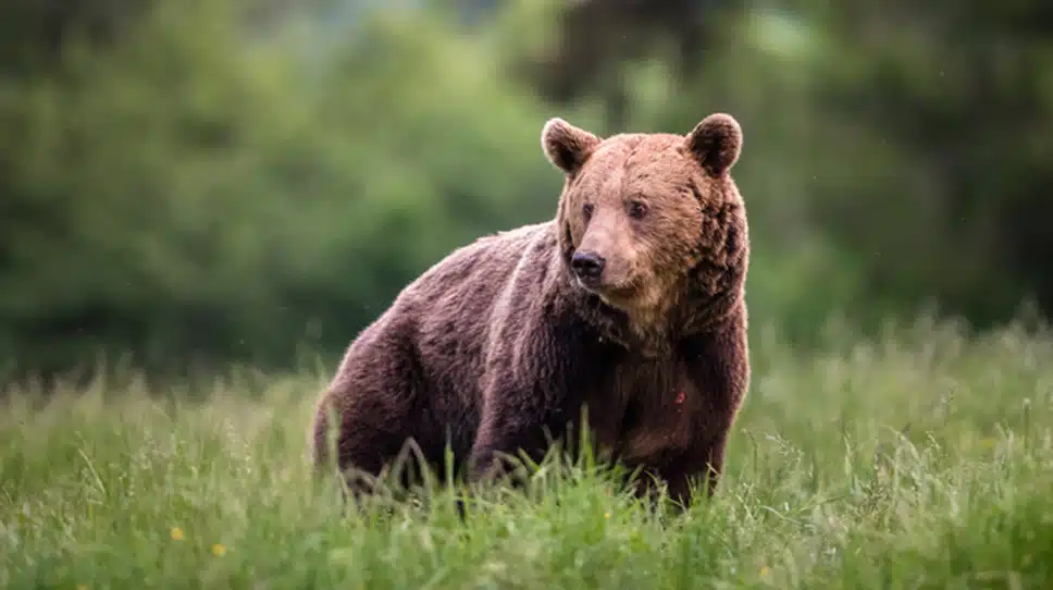 Wild bears vs. zoo bears: Which do you identify as?