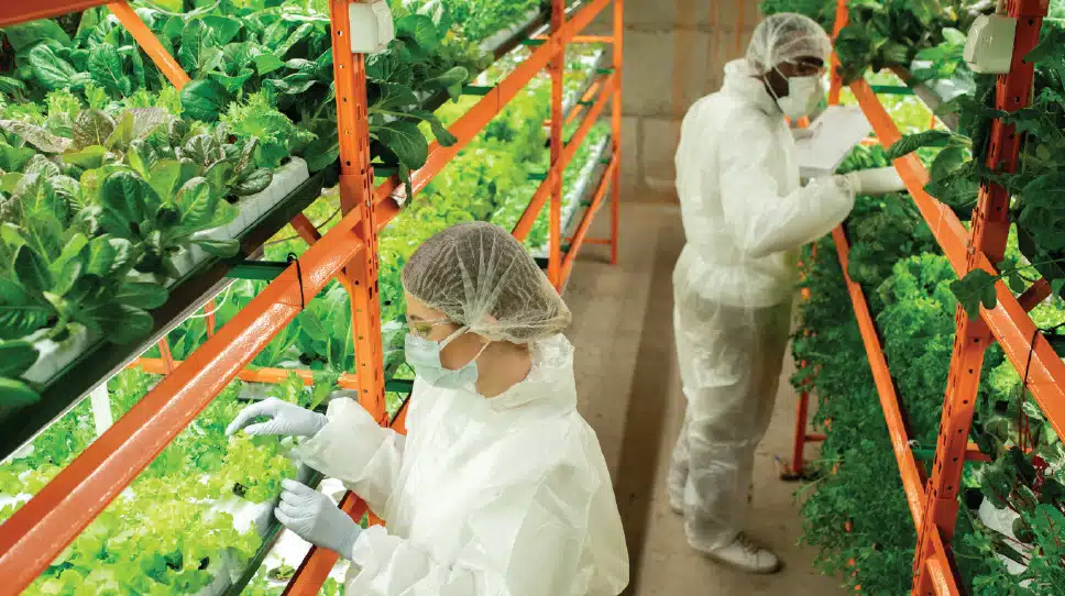 Vertical farms promised a food revolution, but a decade later many investors have starved