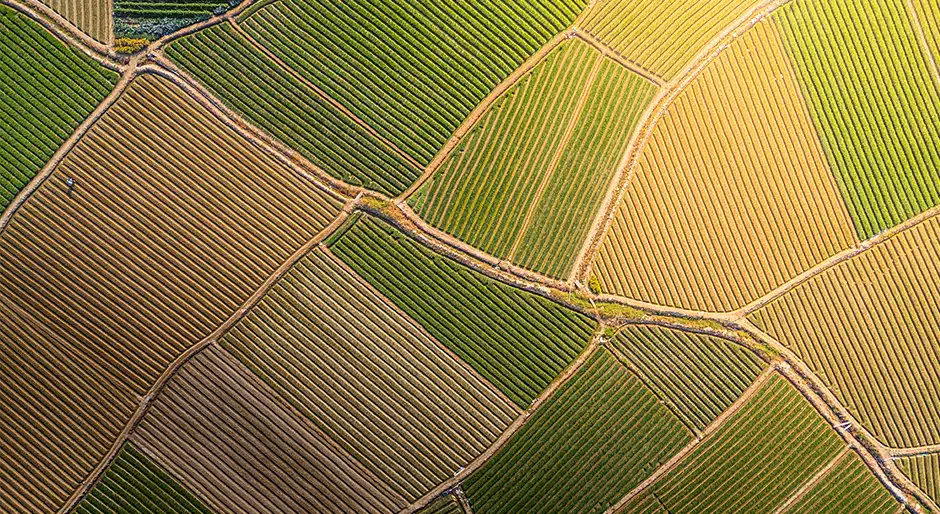 La Caisse, GO.FARM launch $230m platform to invest in Australian permanent crops